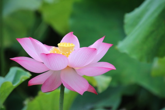 Fiori di loto significato