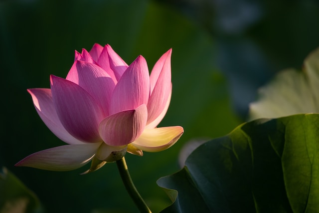 La Fiore di loto significato