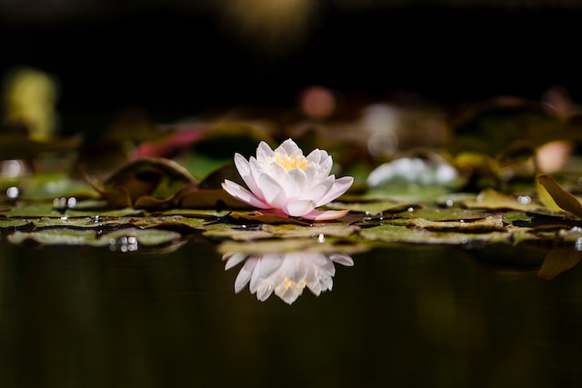 Significato di Fiore di loto